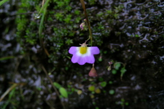 Utricularia striatula